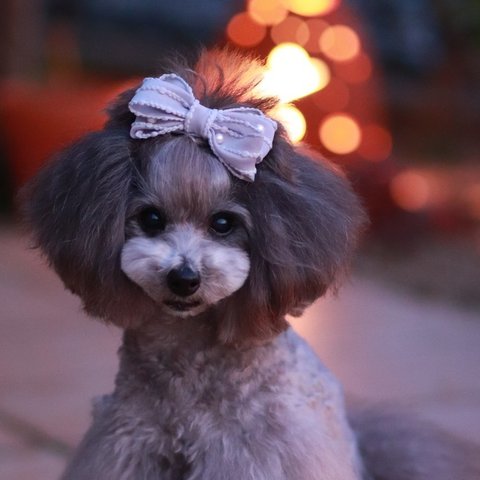 【シャルム】犬ヘアアクセサリー　犬バレッタ　犬リボン