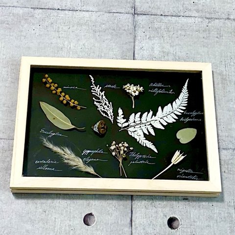 botanical specimen（植物標本）ケース入り　ミモザ