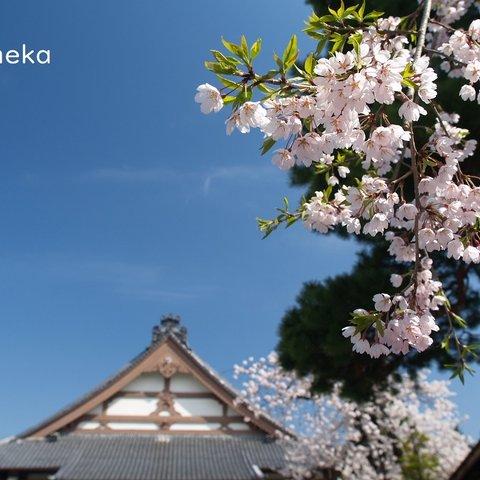 花の頃～写真