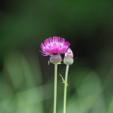 蝶のストラップ