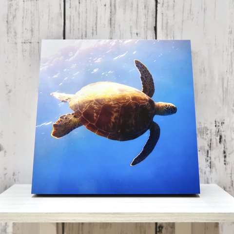 -Honu-フォトパネル