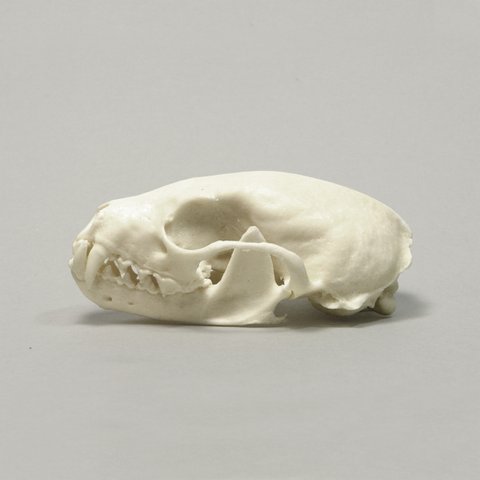 頭骨の複製　テン