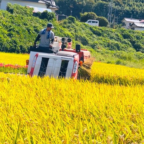 新米 特別栽培 玄米