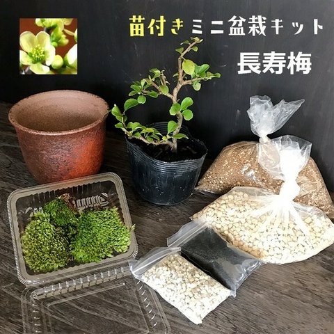 【現在花なし】ご自宅で盆栽作りませんか？【苗付き盆栽キット（白長寿梅）盆栽作成キット　万古焼 （朱深丸鉢）セット】