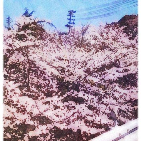 【春・桜】 絵？写真？ ポストカード5枚組no.11