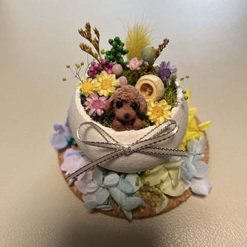 ベルカップ　お花畑トイプーちゃん　レッド