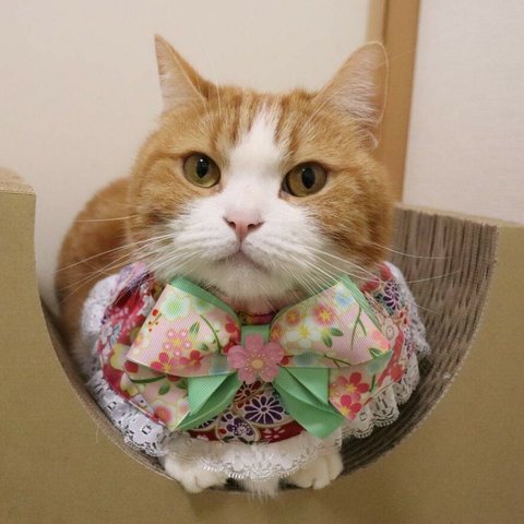 猫服　ケープ　さくら　赤