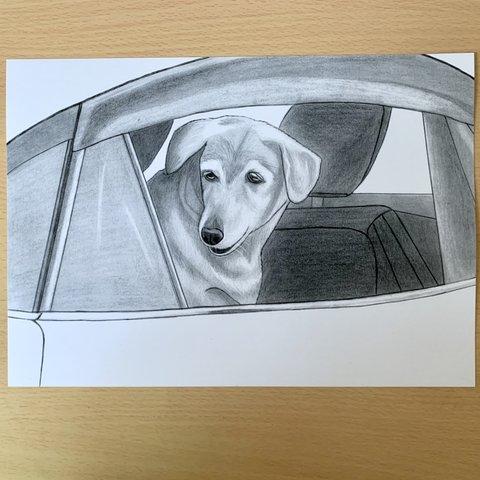 車の窓から覗く犬の鉛筆画