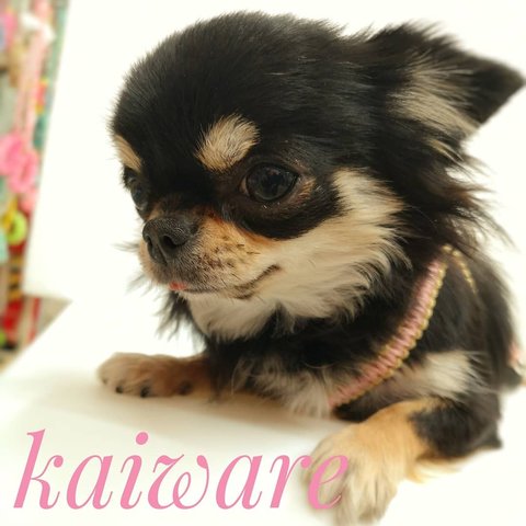 犬のハーネス かわいい パラコード ちわわのおススメハーネスのみです　犬のリード ハーネス Ｓサイズ