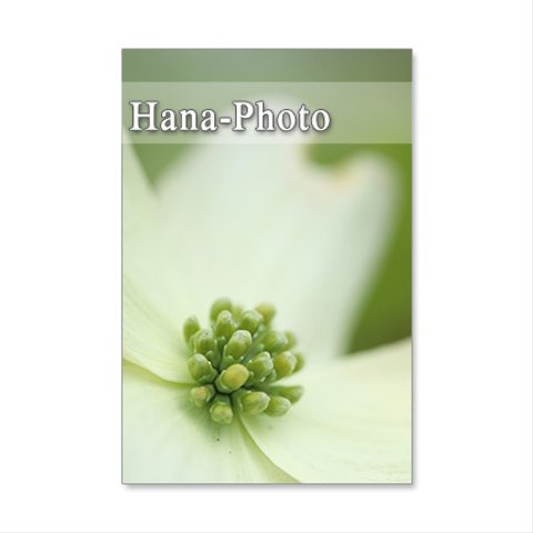 1392)　美しいハナミズキと八重桜  　ポストカード5枚組