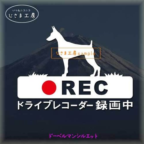 ドーベルマンの白色シルエットステッカー煽り運転ドライブレコーダー録画中‼