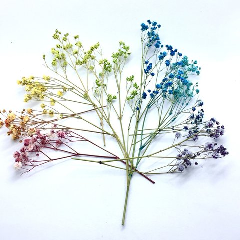 🌈✨虹色アソート9色セット🌈　✂️かすみ草ぱちぱち✂️　　手染め　色付きドライフラワー　枝付きかすみ草 資材　花材　推し活 推しカラー