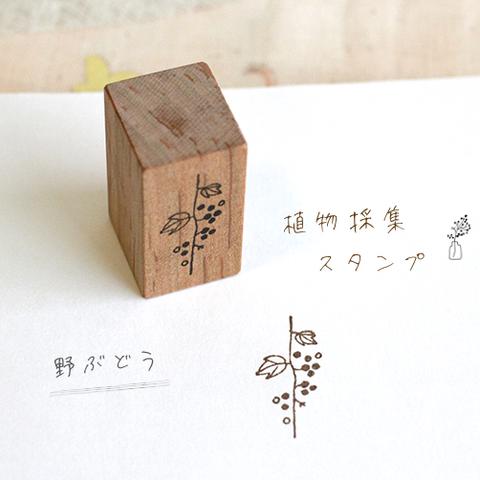 植物採集スタンプ：『野ぶどう』