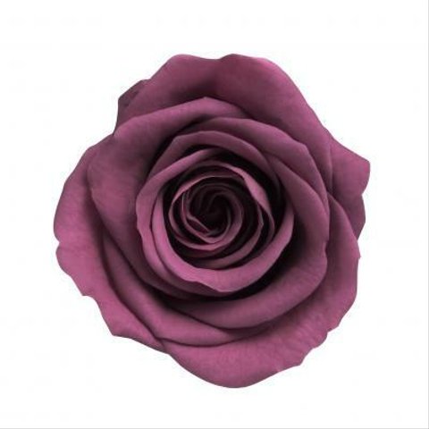 １輪　約3.5㎝　おすそ分け　ローズワイン　紫　バラ・薔薇 　プリザーブド　仕入れ時から細かいキズ、花びらやガクなどに切れ、折れなどがある物もございます。天然素材の特徴とどうぞご理解ください