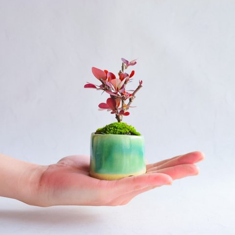 ❁⃘母の日❁⃘苗香(なえか)さん  メギ   ミニ盆栽　自作鉢