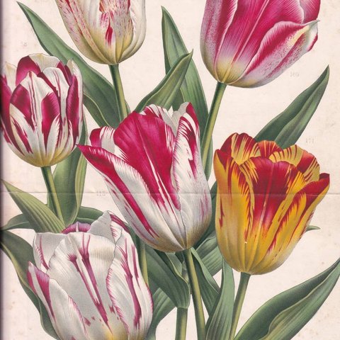 フランスアンティーク 博物画 植物画『TULIPES　チューリップ』 多色刷り石版画　ボタニカルアート