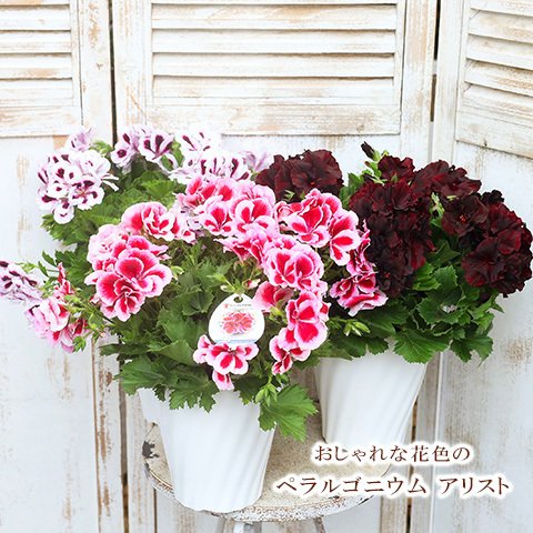 鉢花 ペラルゴニウム アリスト 5号ポット 華やか かわいい 鉢植え 庭 玄関 プレゼント