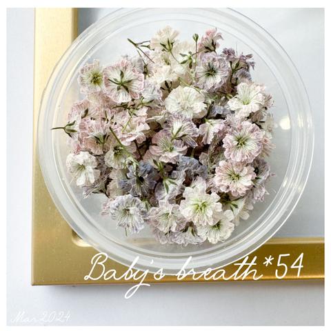 baby’s breath*54