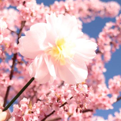 ミニ桜2つ付(うすもも)