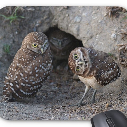 アナホリフクロウのマウスパッド：フォトパッド（世界の野生動物シリーズ）