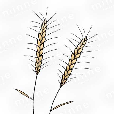小麦 （イラスト素材）I_2
