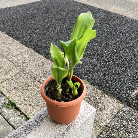 開花待ち♪  甘い香り  スズラン 鉢植え