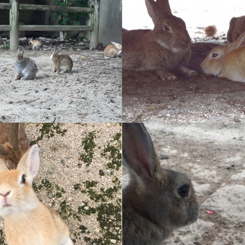 rabbits photography 2