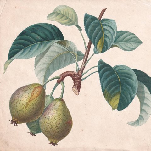 フランスアンティーク 博物画 植物画『果物4※植物名記載なし』 多色刷り石版画　ボタニカルアート