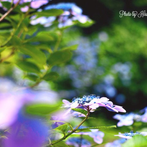 梅雨を華やぐ