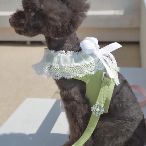 Lace Collar Harness + Leash (Bud Green)（Sサイズ）