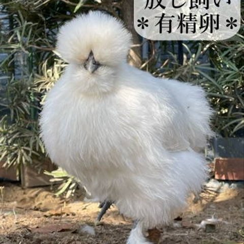 東京烏骨鶏 烏骨鶏 ２５個 有精卵 放し飼い ふわふわ もこもこ 送料無料