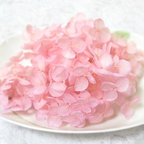 アナベル紫陽花　あじさい　アジサイ　プリザーブド　ピンクパープル