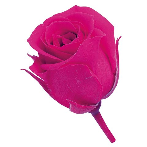 約２ｃｍ　おすそ分け　フランボワーズ　ピンク　プリザーブド　仕入れ時から細かいキズ、花びらやガクなどに切れ、折れなどがある物もございます。天然素材の特徴とどうぞご理解ください