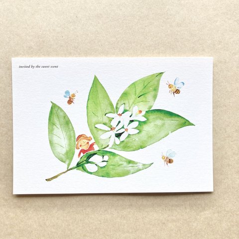 【No.060】ポストカード 3枚セット（甘い香りに誘われて〜みかんの花シリーズ〜）