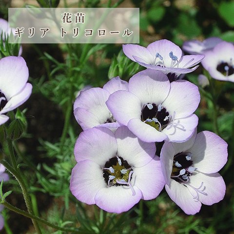 🌺花苗 ギリア トリコロール 3号 春 パープル 花 寄せ植え 鉢植え 花壇 庭