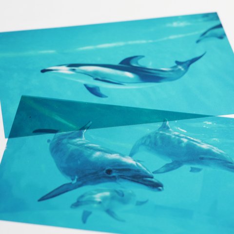 [ 透明写真・クリアフォト ]　dolphin イルカ  2枚セット　0102
