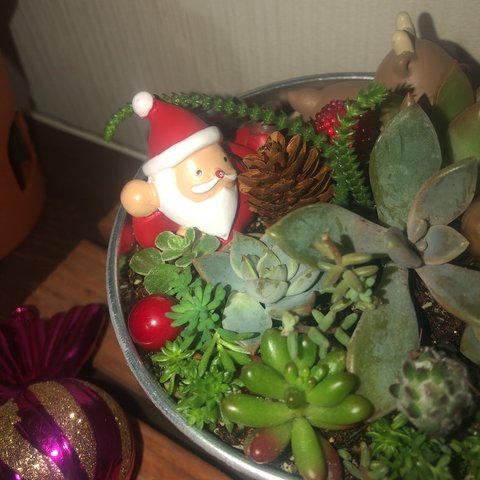 クリスマス寄せ植え