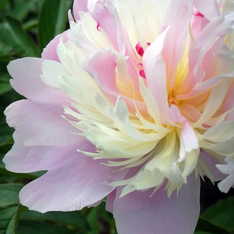 Flower2012062001