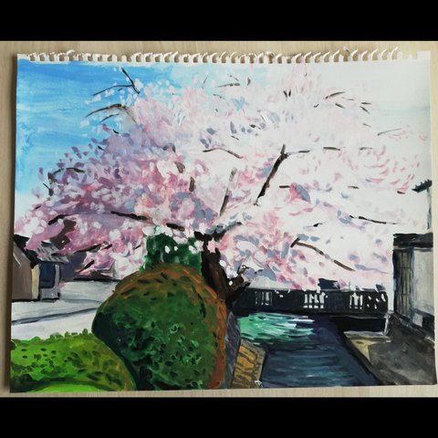 【原画】桜満開