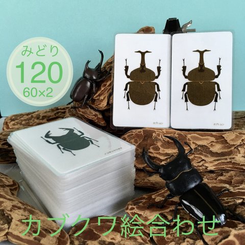【絵合わせ】カブクワ 120枚(60×2)  マッチングカード （みどり）