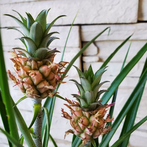 花パイン　植物のみの場合1000円