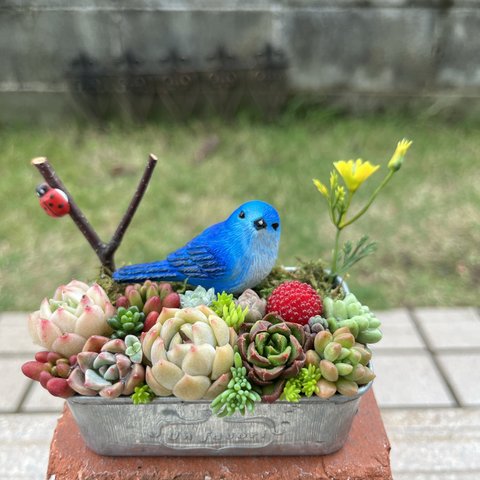 ★送料無料★♡そのまま飾れる♡幸せを運ぶ青い鳥さんの可愛い多肉植物寄せ植え╰(*´︶`*)╯