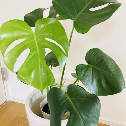 モンステラ　2株まとめてセット　開運☆観葉植物☆