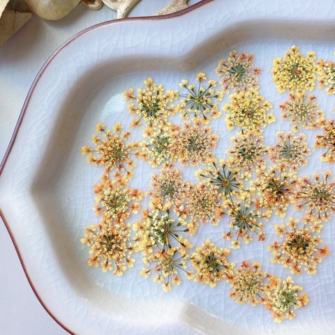 ◇【押し花素材】レースフラワー　着色　オレンジ黄色系　ミックス　pressed flowers