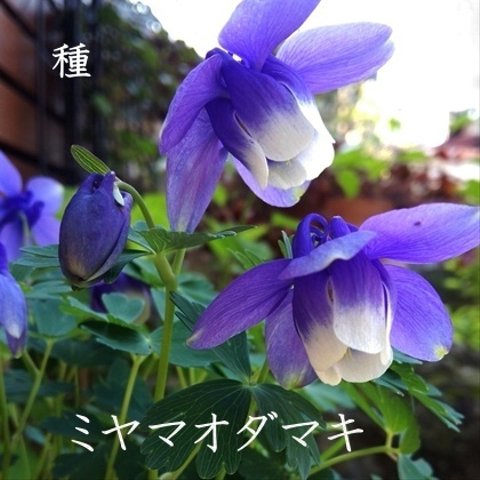 春まき花の種　2~3月がまき時　ミヤマオダマキ50粒　日本原産　下向きに咲く愛らしい花