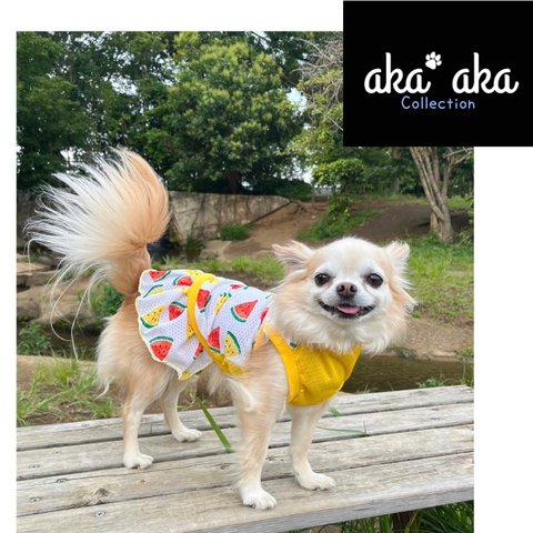 aka'akaコレクション♥️ No.5／犬服 コーギー 小型犬 中型犬 大型犬  