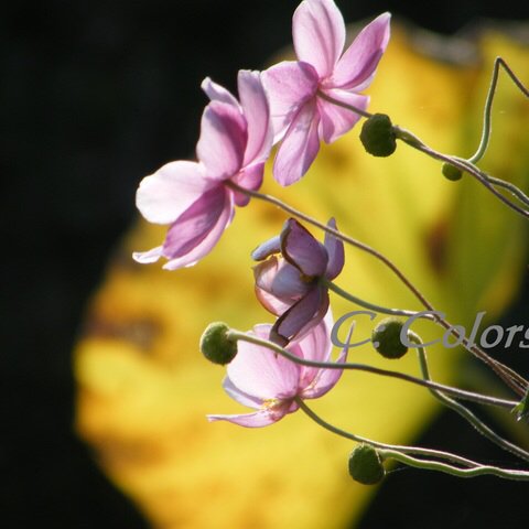 【送料無料】花にスポットライト　アート写真