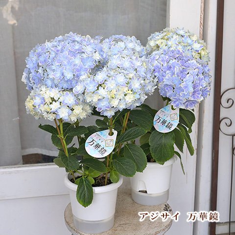 🌷鉢花 アジサイ 万華鏡 5号ポット 母の日 ブルー 丈夫 育てやすい プレゼント あじさい