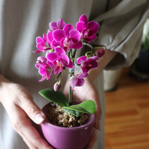 胡蝶蘭♡縁起物♡幸福が飛んでくる♡ミニサイズ♡観葉植物