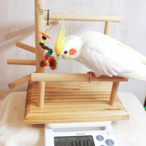 【鳥のおもちゃ】体重計にもなる♪　インコのプチバードジム　_01S